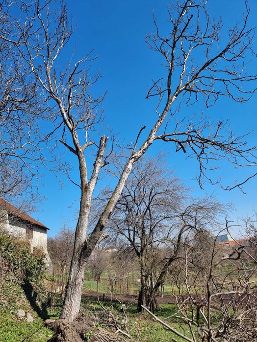 Nuc pentru lemn, mobila