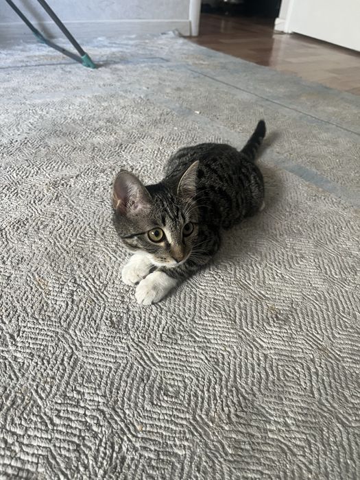 Отдам в хорошие руки котенка