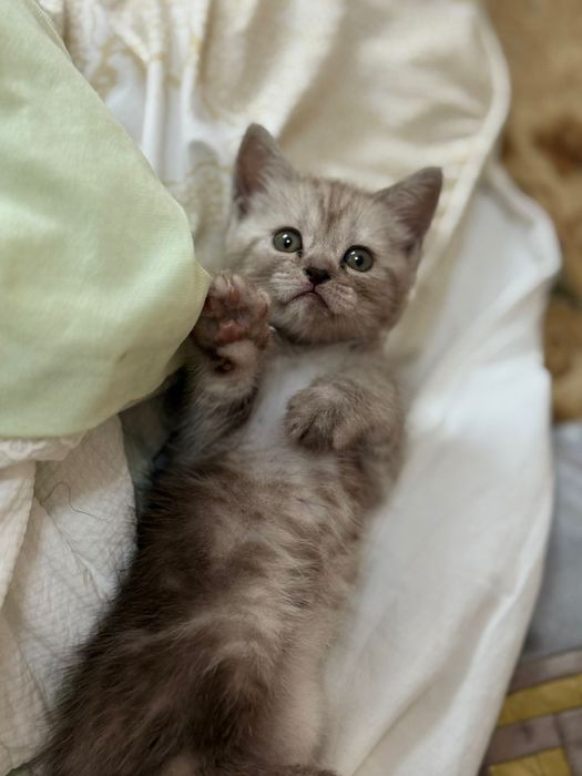 Котёнок парода британский