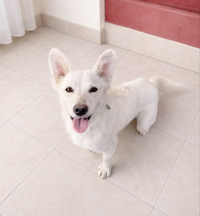 Умная и добрая собака бесплатно