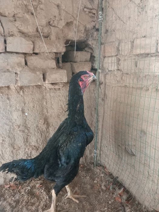 Dakan tovulla tulle joja 11 oyli