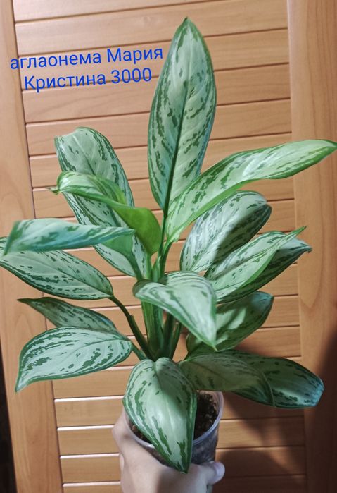 Комнатные цветы разные