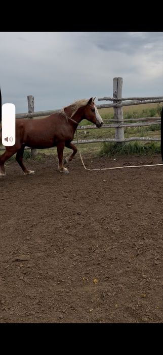 Айғыр сатылады 7 жасар