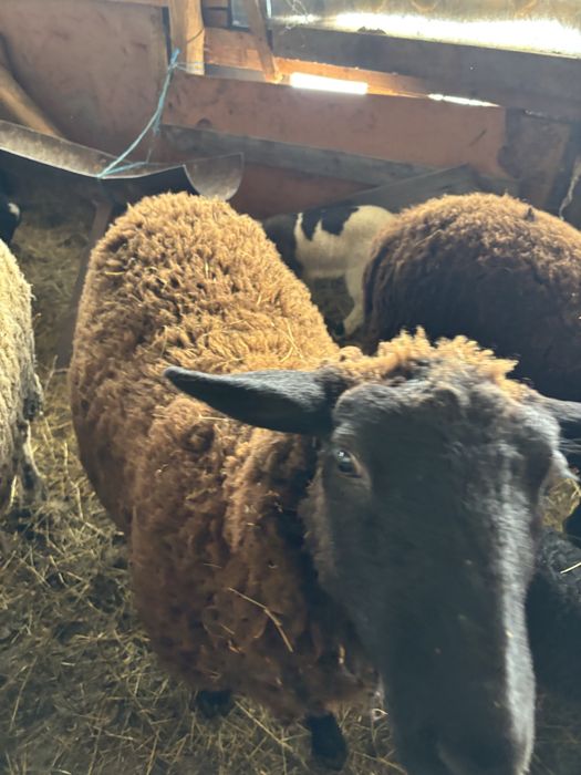 Vând 3 oi de un an cu miei lângă ele