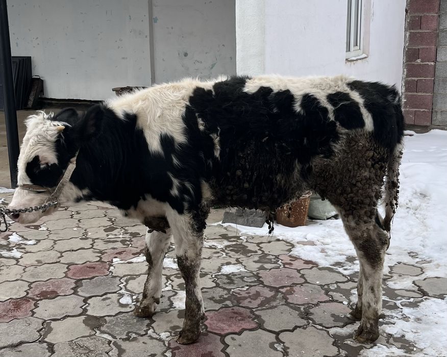 Голштейн бұзаулары (телята голштины)