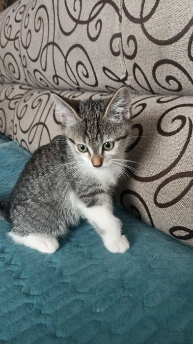 Отдам котенка в добрые руки