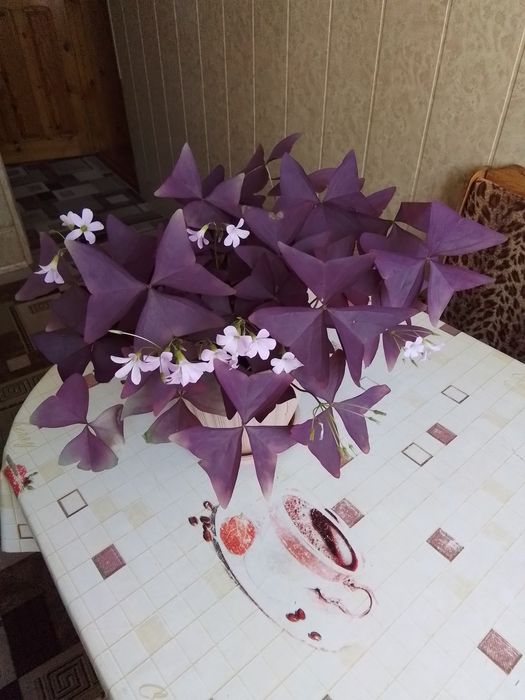 Рассада цветов домашних,зверобой