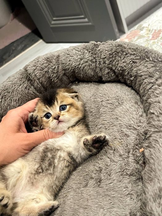 котенок скоттиш фолд
