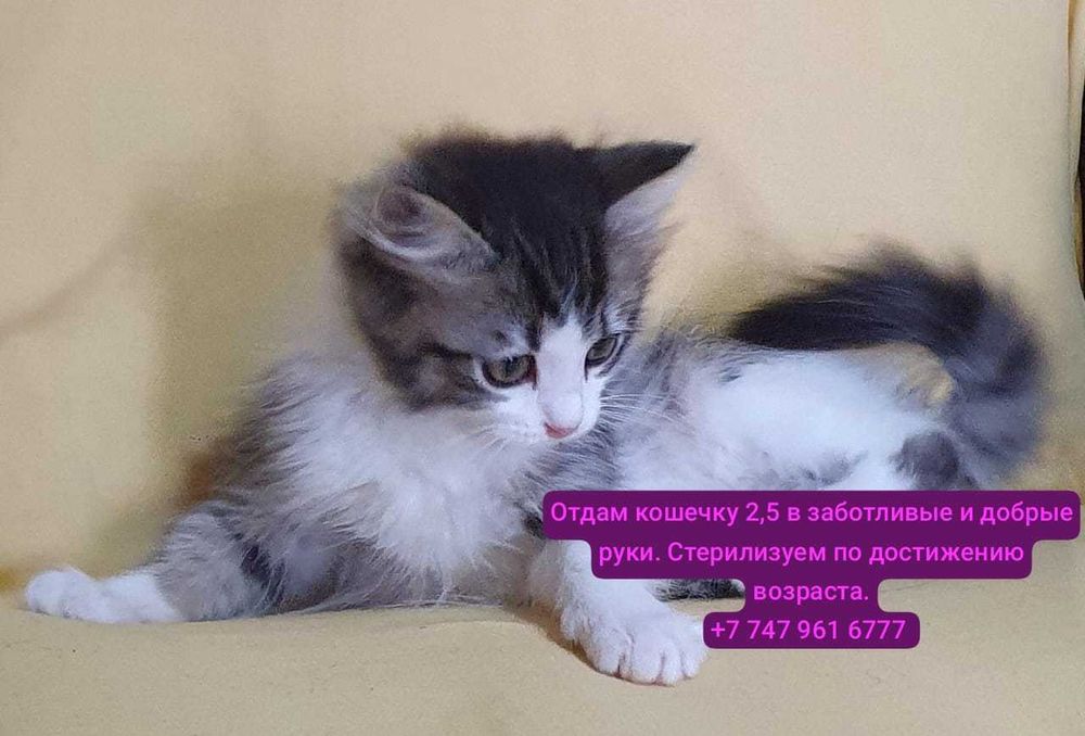 Отдам породистых и просто красивых котят разных по возрасту.