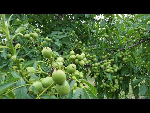 Vand nuci selecționate pentru plantat soiul jupanes