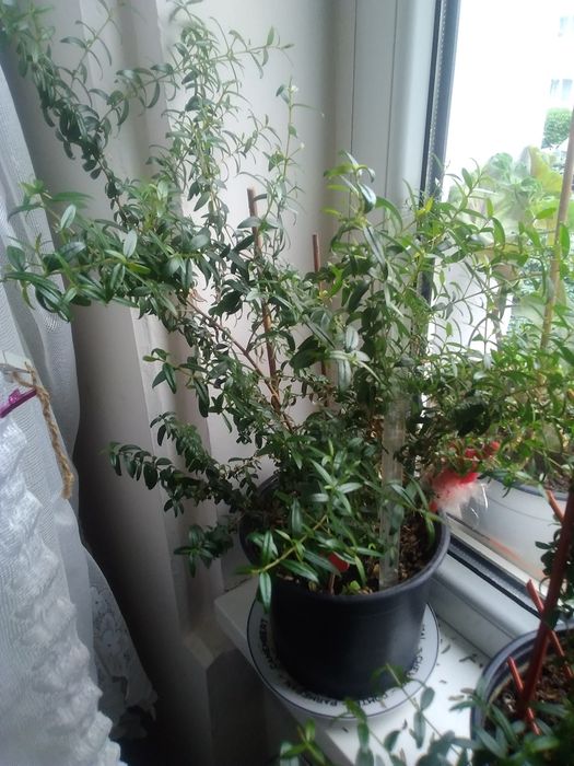 Mirtă,  floarea miresei candva