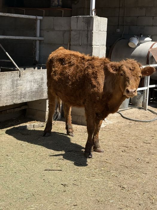 Тайынша (телки) 1жастан асқан сатылады