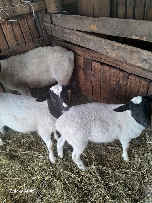 Berbec Dropper de vânzare , miei Dropper de vânzare