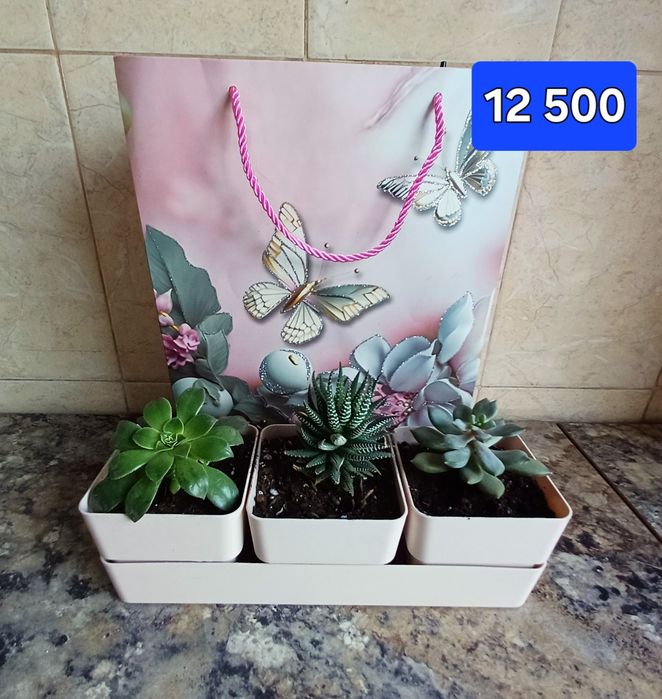 Суккуленты. Цветы в горшках  Минисад.