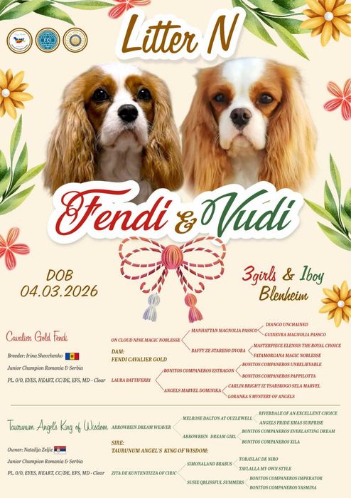 Vindem Fetita de Cavalier KCS din parinti campioni testati genetic