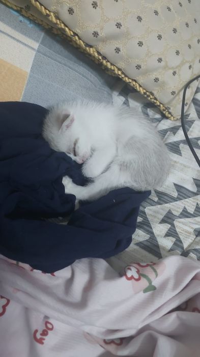 Вислоухая шотландская девочка 1.5 месяца