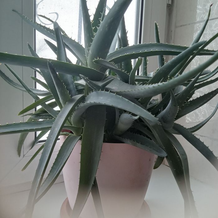 Продам алоэ(лечебный)