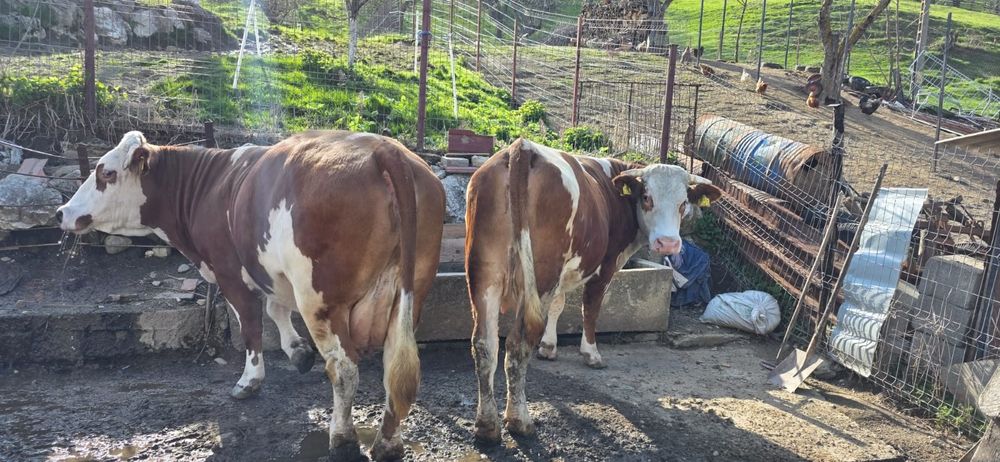 Vaca bălțată românească