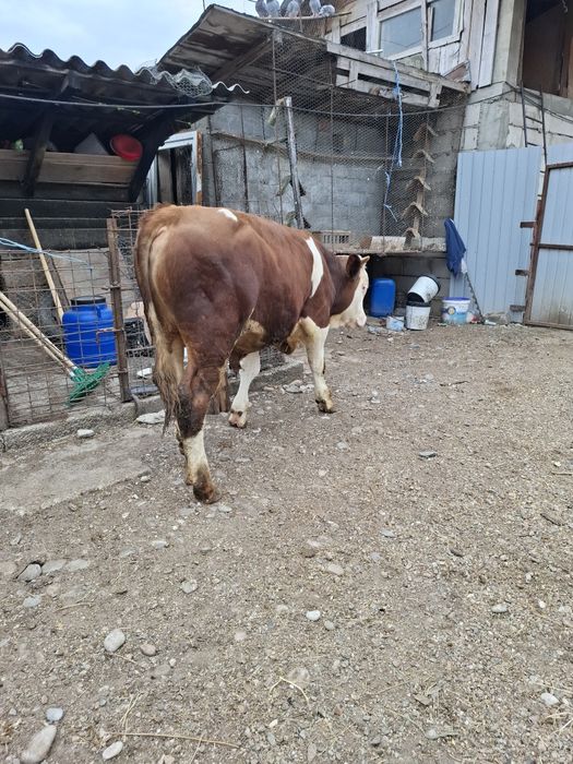 Tăuraș vârstă 8 luni