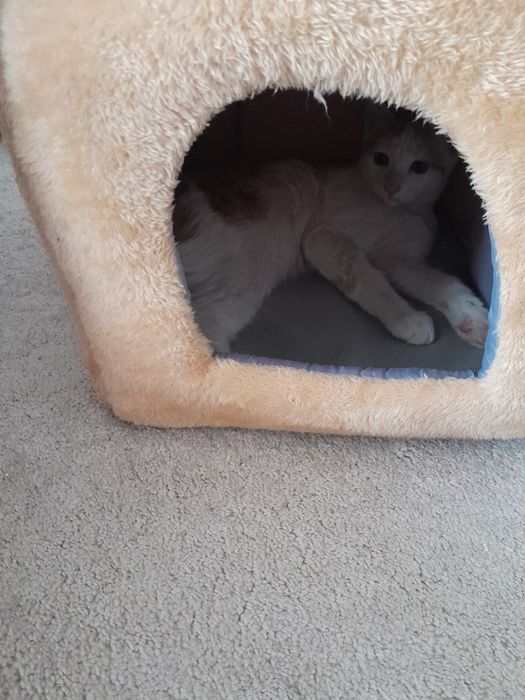 Срочно продоется домик для котиков