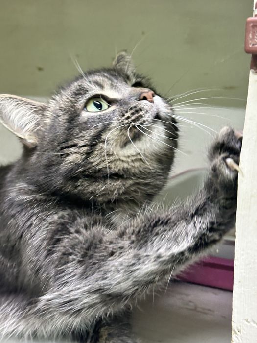 Кот без лапки изет дом