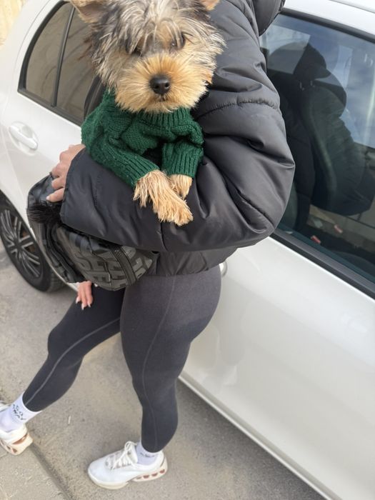 Йоркширски териер