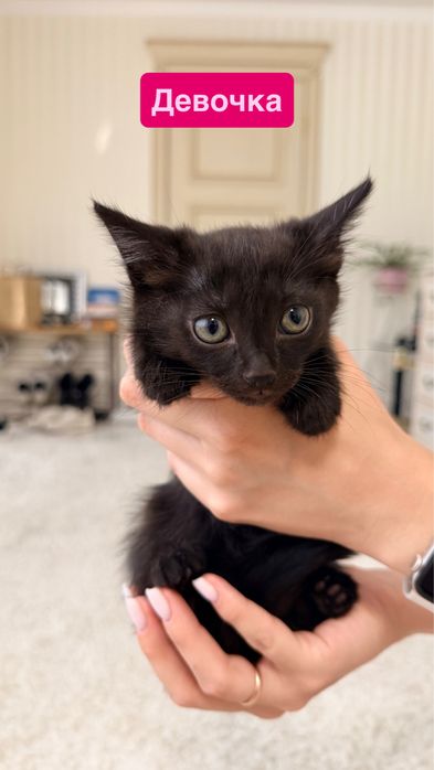 Котята и взрослая кошка