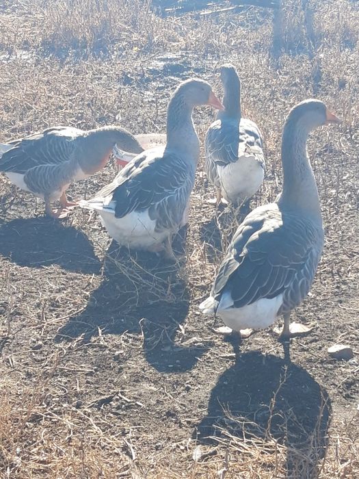 Продам гусеи 5 шт