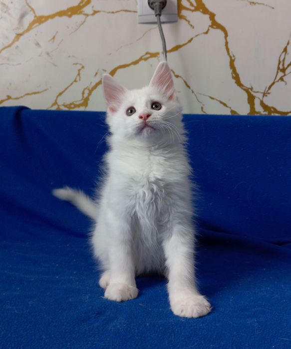 Мейн Кун котята, питомник