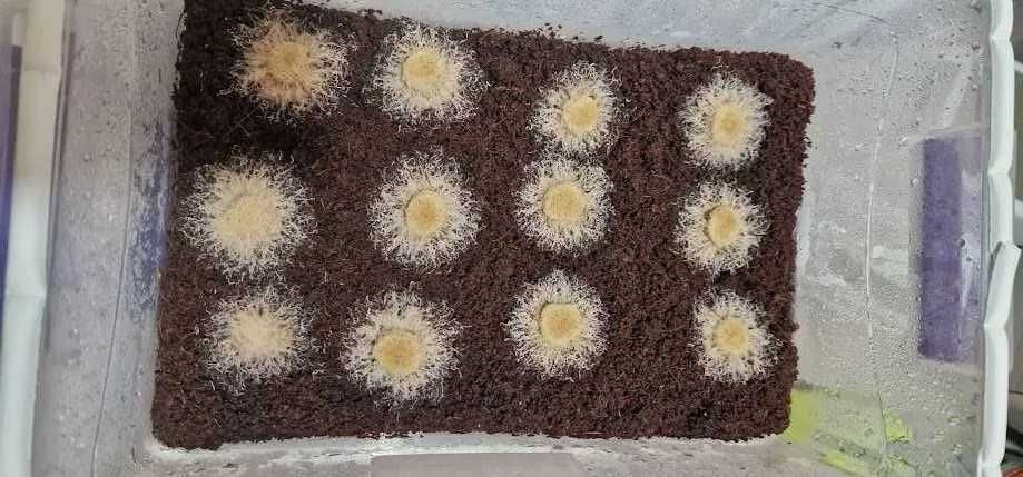 Pachete plante acvariu | Hrană vie | Moss | Riccia | Bucephalandre |