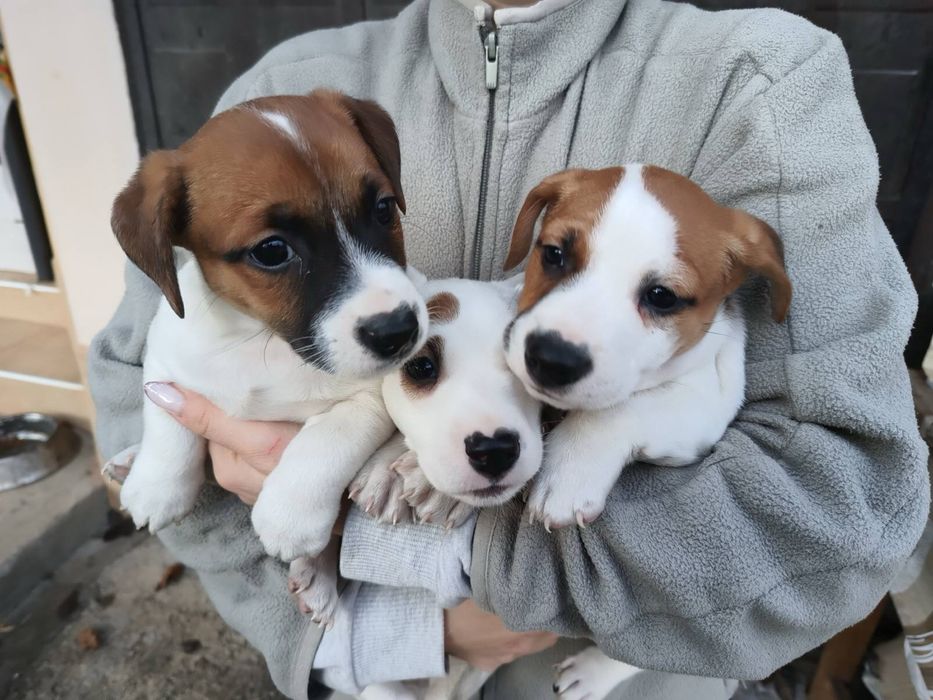 Джак Ръсел мини.