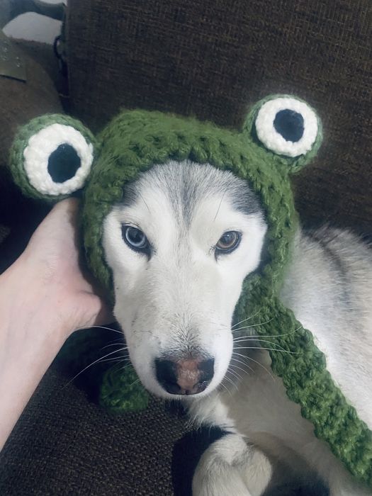 Хаски сабака девочка умная красивая