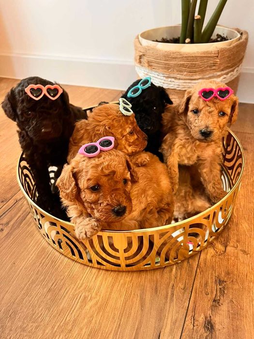 Пудел (мини / той)