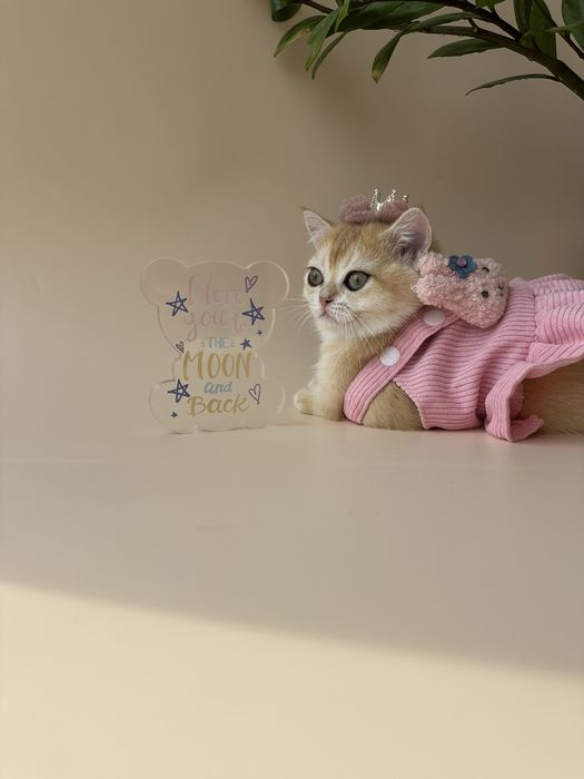 Котята Британские «Шиншилла»