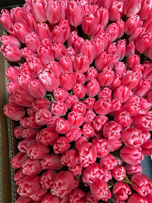 Тюльпаны с доставкой 700