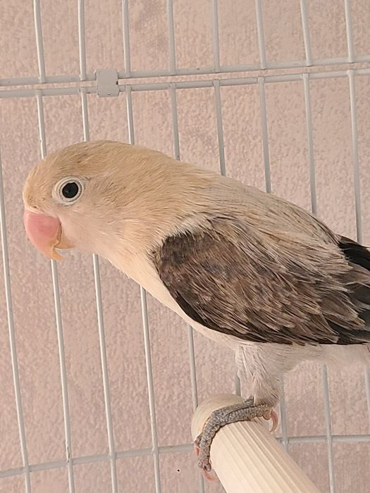 Папугай неразлучник,самка