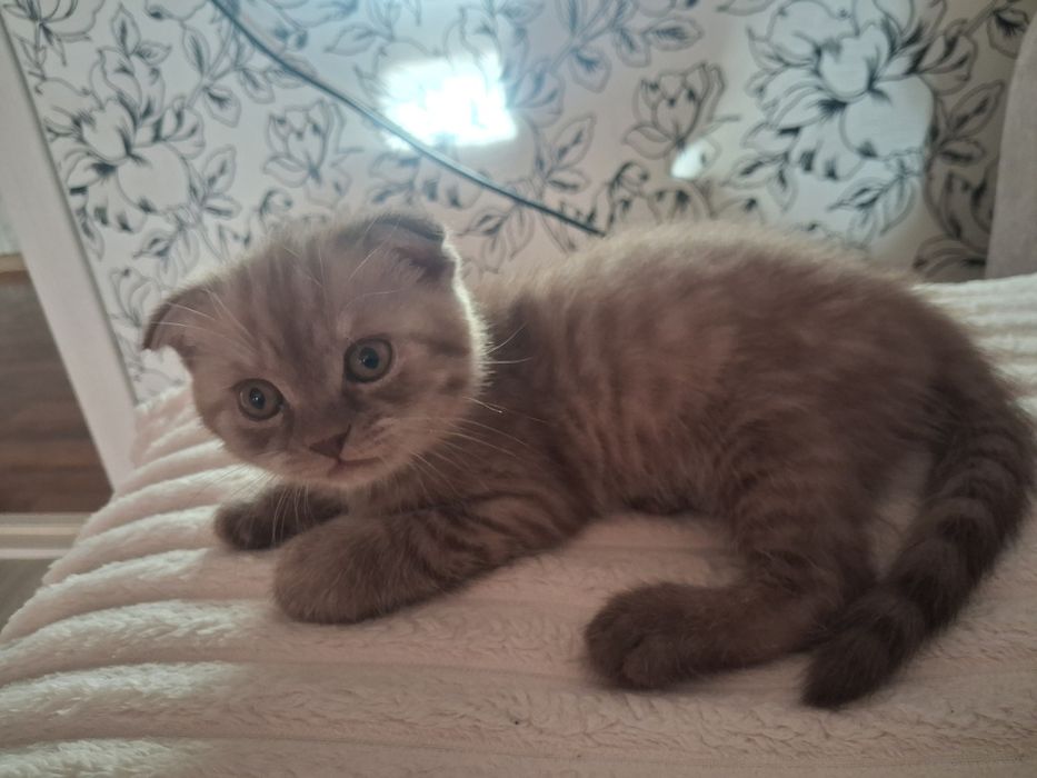 Котята готовы к переезду