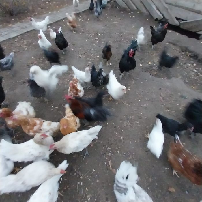 Продам молодых домашних кур.