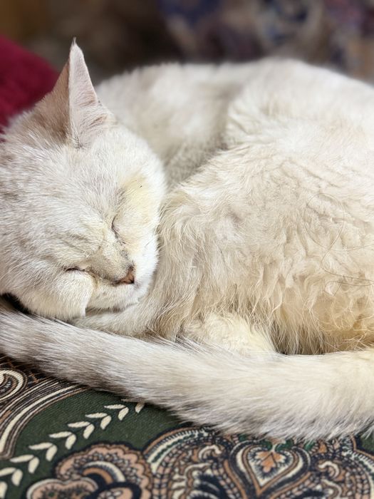 Кот  Хати продаю.