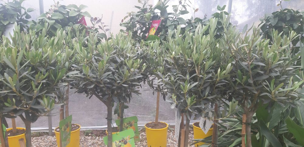 Vand Lamai pe rod in ghiveci,calamondino,kumquat,mandarini si maslini.