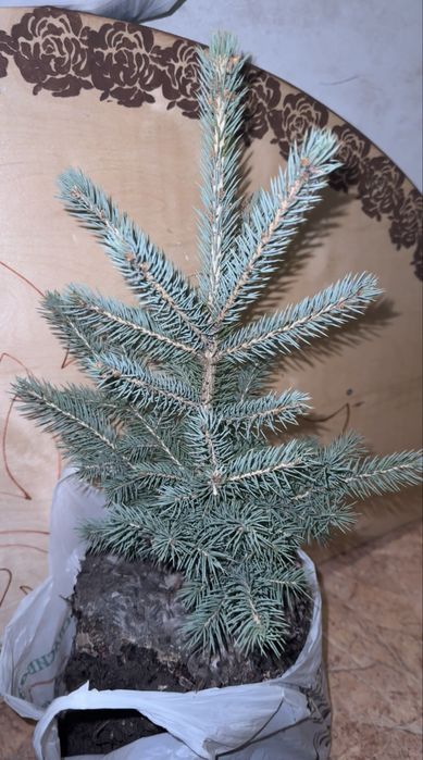 Продается ель канадская Голубая