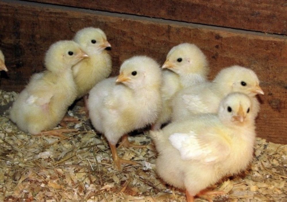 Суточный цыплята бройлера