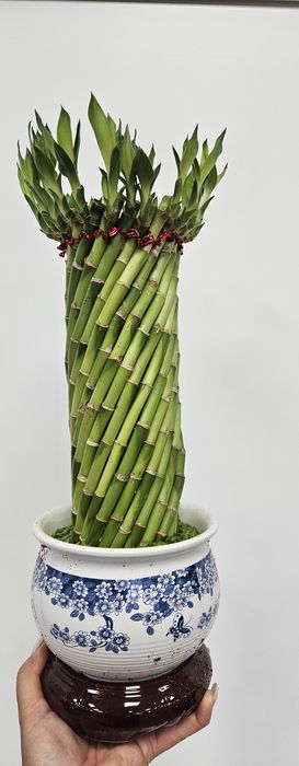 Бамбук счастья композиция