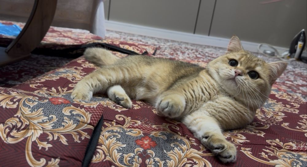 Продаю срочно золотую шиншиллу