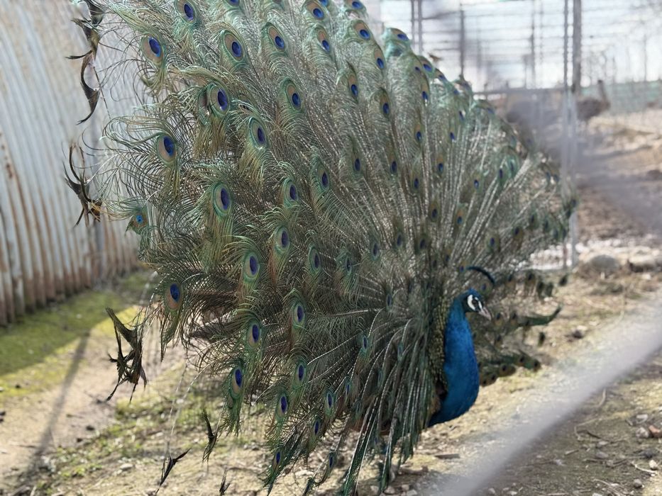 Продавам работещи пауни