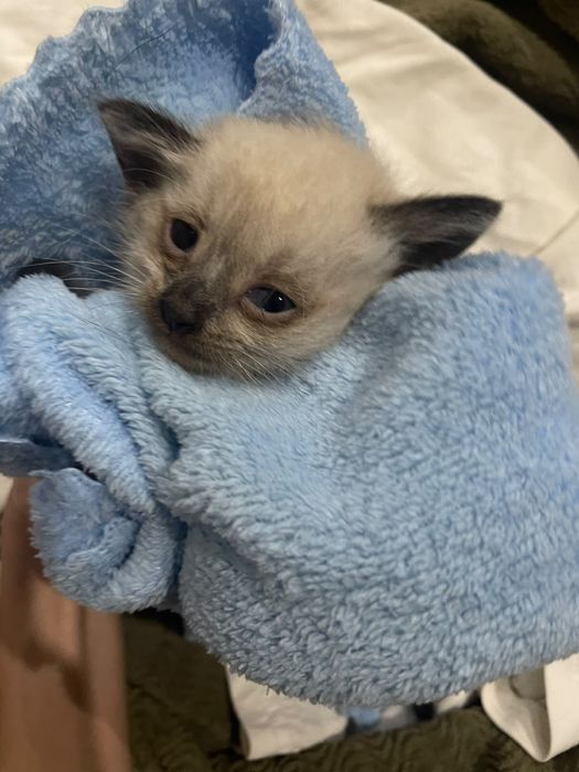 Котёнок в добрые руки