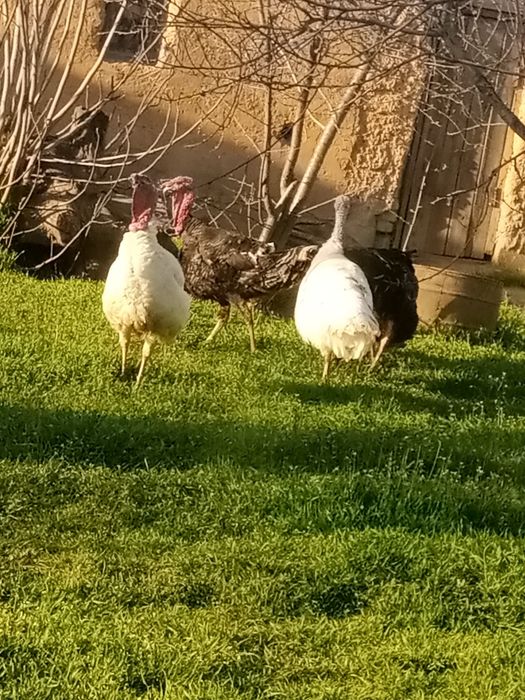 Erkak induklar sotiladi manzil surxondaryo viloyati Sariosiyo tumani