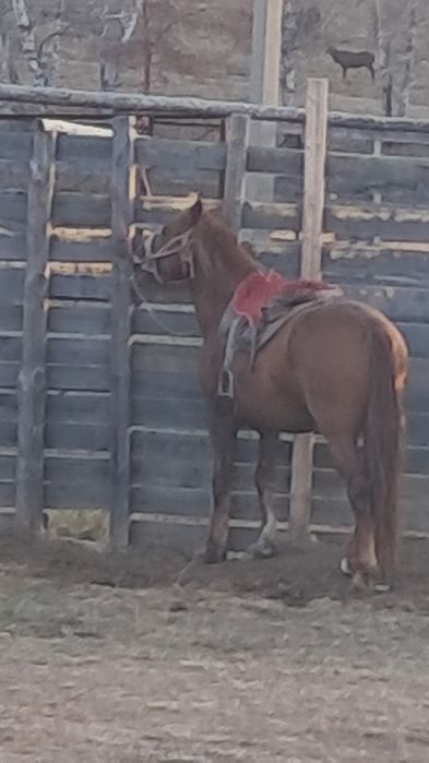 Продам жеребца ...