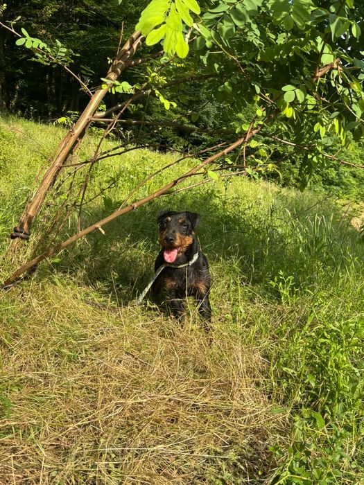 Jagdterrier Jagdterrier