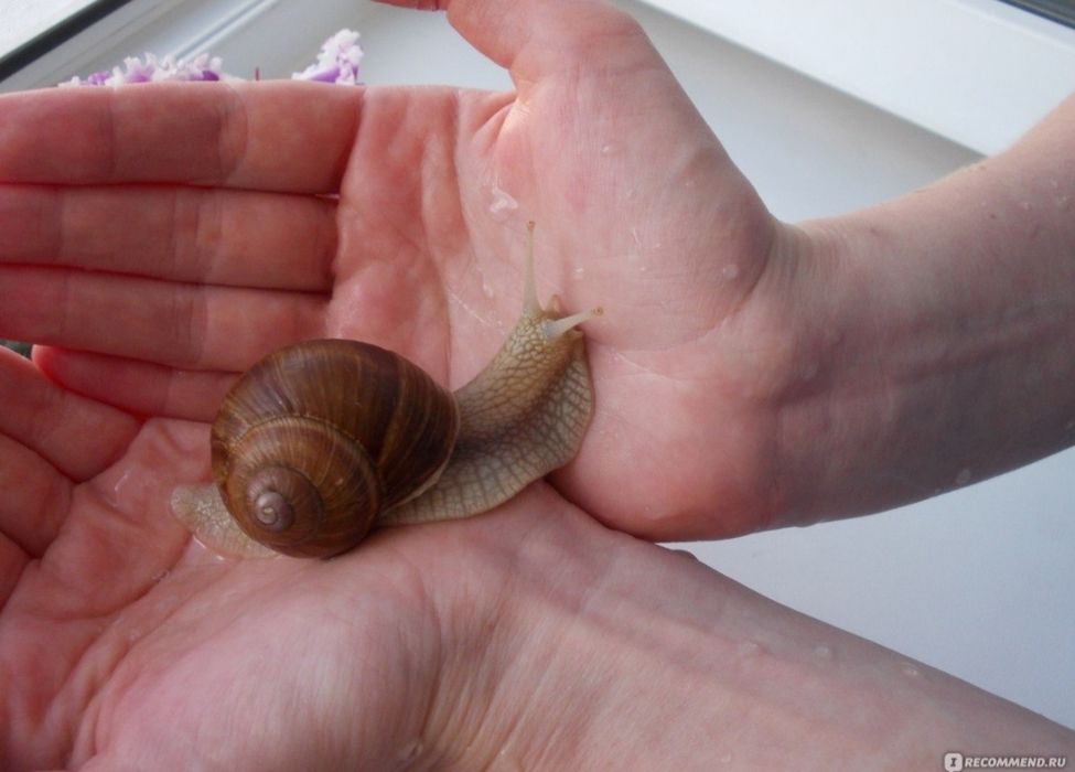 Улитка виноградная